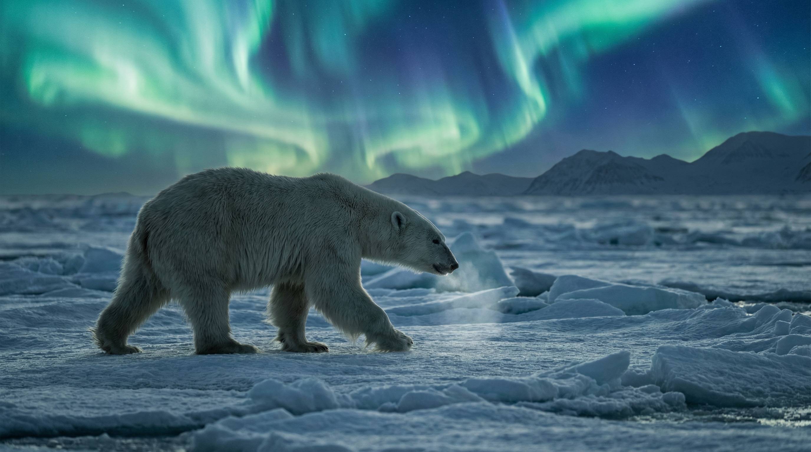 四虎北极熊视频